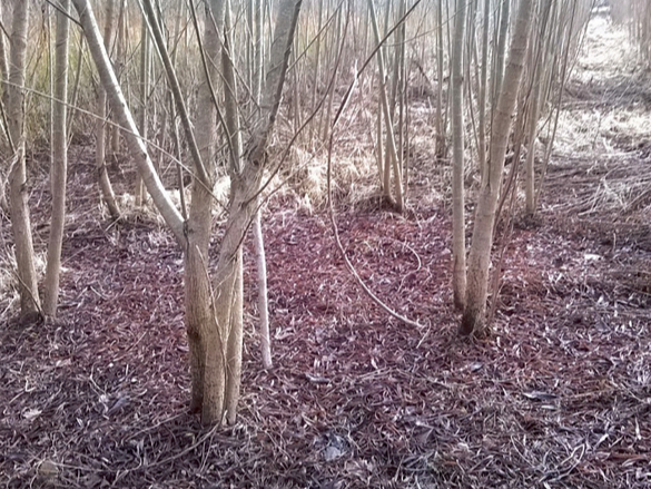 Kārklu mežs. Kārklu mežs.