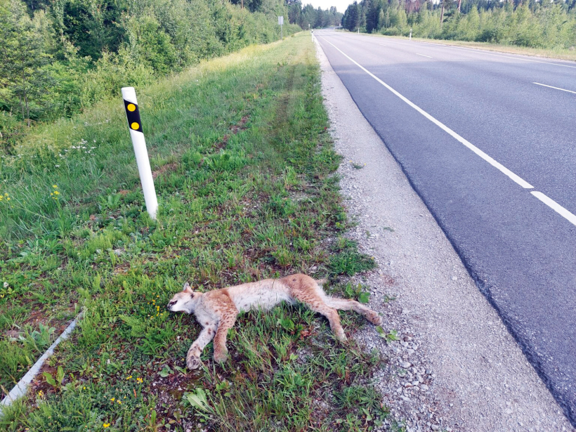 Ceļmalā notriekts lūsis. Ceļmalā notriekts lūsis.