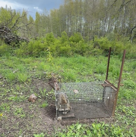 Jenots dzīvķeramajās lamatās.