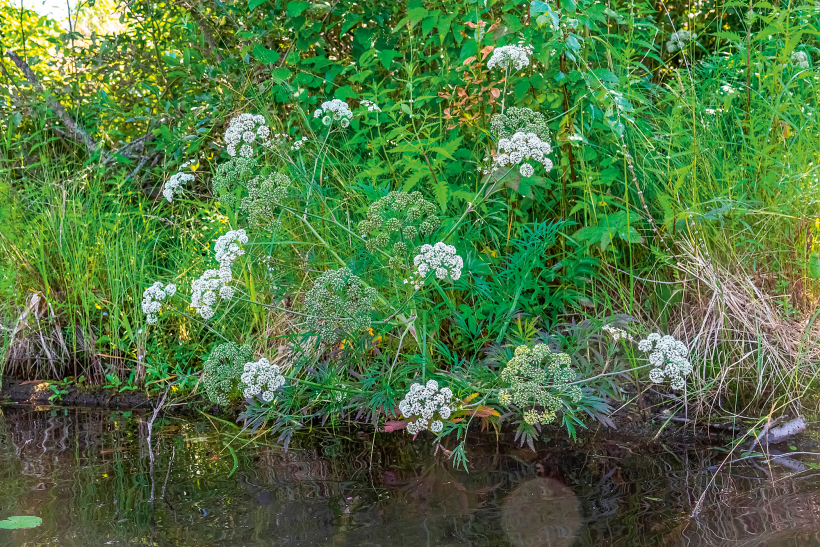 Velnarutks.