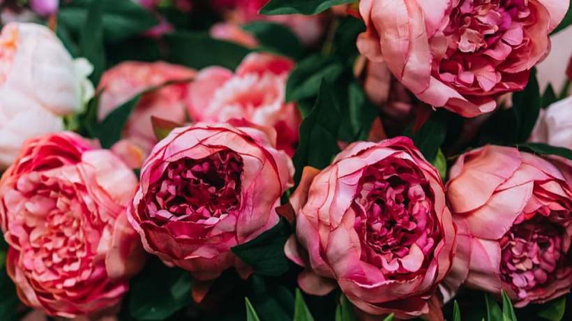 Mētrienas peoniju izstādē. Mētrienas peoniju izstādē.