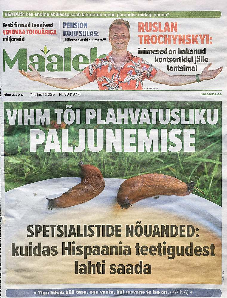 Igaunijas laikraksts "Maaleht" 24. jūlija numurā vēstīja par to, kā cīnīties pret Spānijas kailgliemežiem, un veica eksperimentu, mēģinot noskaidrot, kura no astoņām nejauši izvēlētām alus šķirnēm ir labākais slazds gliemjiem. "Maaleht" žurnālisti eksperimentam izvēlējušies astoņus alus veidus: četri pilsneri, divi gaišie, viens tumšais un viens bezalkoholiskais. Kādas privātmājas dārzā pievakarē alus saliets šķīvjos un jau pēc pāris minūtēm pirmie interesenti sākuši virzīties šķīvju virzienā. Uz "krogu" atrāpojušie gliemeži ik pa stundai savākti un iznīcināti. Četru stundu laikā izdevies pievilināt 94 Spānijas kailgliemežus, vēl septiņi garāmgājēji atrasti dārzā. Rīta pārbaude dārzā apliecinājusi, ka alus gliemjus interesējis arī naktī – šķīvī atrasti pāris noslīkuši īpatņi. Eksperimenta rezultāts – 101 dzīvs un trīs noslīkuši gliemeži. Kāds alus Spānijas kailgliemežiem patīk visvairāk? Vienu atbildi "Maaleht" eksperiments nav devis, interesenti bijuši pie visiem alus šķīvīšiem. Tātad: Spānijas kailgliemežiem alus garšo. Taču žurnālisti secina – šādā veidā gliemežus ķert var tikai izklaidei, bet tā neder kā pastāvīgai ķeršanas metode, jo pēc alkohola lietošanas gliemeži izrāpjas no savām slēptuvēm, bet savākt tos nākas tāpat ar rokām. Igaunijas laikraksts "Maaleht" 24. jūlija numurā vēstīja par to, kā cīnīties pret Spānijas kailgliemežiem, un veica eksperimentu, mēģinot noskaidrot, kura no astoņām nejauši izvēlētām alus šķirnēm ir labākais slazds gliemjiem. "Maaleht" žurnālisti eksperimentam izvēlējušies astoņus alus veidus: četri pilsneri, divi gaišie, viens tumšais un viens bezalkoholiskais. Kādas privātmājas dārzā pievakarē alus saliets šķīvjos un jau pēc pāris minūtēm pirmie interesenti sākuši virzīties šķīvju virzienā. Uz "krogu" atrāpojušie gliemeži ik pa stundai savākti un iznīcināti. Četru stundu laikā izdevies pievilināt 94 Spānijas kailgliemežus, vēl septiņi garāmgājēji atrasti dārzā. Rīta pārbaude dārzā apliecinājusi, ka alus gliemjus interesējis arī naktī – šķīvī atrasti pāris noslīkuši īpatņi. Eksperimenta rezultāts – 101 dzīvs un trīs noslīkuši gliemeži. Kāds alus Spānijas kailgliemežiem patīk visvairāk? Vienu atbildi "Maaleht" eksperiments nav devis, interesenti bijuši pie visiem alus šķīvīšiem. Tātad: Spānijas kailgliemežiem alus garšo. Taču žurnālisti secina – šādā veidā gliemežus ķert var tikai izklaidei, bet tā neder kā pastāvīgai ķeršanas metode, jo pēc alkohola lietošanas gliemeži izrāpjas no savām slēptuvēm, bet savākt tos nākas tāpat ar rokām.