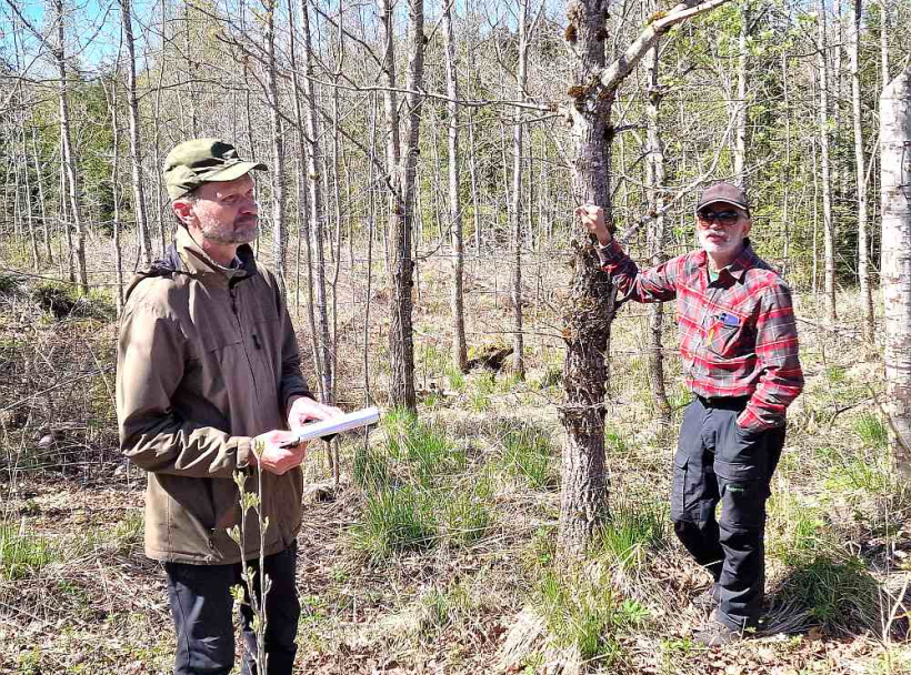 LVMI "Silava" vadošais pētnieks Arnis Gailis iepazīstina ar Latvijas ozolu audzi, viņā klausās Kārlis Blūms. LVMI "Silava" vadošais pētnieks Arnis Gailis iepazīstina ar Latvijas ozolu audzi, viņā klausās Kārlis Blūms.