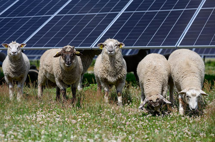 Elektrības ieguve no saules paneļiem ir ļoti piemērots risinājums putnkopības nozares uzņēmumiem. A/S "Balticovo" saules parkā ir izdevies īstenot noderīgu un atraktīvu ilgtspējas iniciatīvu – uz tā dēvētajām saules ganībām starp paneļiem ielaist ganīties aitas, kuras visas vasaras garumā aizstāj zāles pļāvējus. Elektrības ieguve no saules paneļiem ir ļoti piemērots risinājums putnkopības nozares uzņēmumiem. A/S "Balticovo" saules parkā ir izdevies īstenot noderīgu un atraktīvu ilgtspējas iniciatīvu – uz tā dēvētajām saules ganībām starp paneļiem ielaist ganīties aitas, kuras visas vasaras garumā aizstāj zāles pļāvējus.