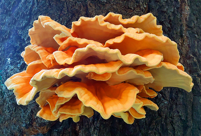 Parastā sērpiepe (Laetiporus sulphureus) aug uz lielu lapukoku stumbriem. Jaunas sēnes virspuse ir citrondzeltena, sēra dzeltena līdz pat oranžai, ar laiku izbalē. Jaunas sēnes mīkstums ir gaišs, stingrs un gaļīgs, ar laiku kļūst sauss un drupans un vairs nav ēdams. Parastā sērpiepe (Laetiporus sulphureus) aug uz lielu lapukoku stumbriem. Jaunas sēnes virspuse ir citrondzeltena, sēra dzeltena līdz pat oranžai, ar laiku izbalē. Jaunas sēnes mīkstums ir gaišs, stingrs un gaļīgs, ar laiku kļūst sauss un drupans un vairs nav ēdams.