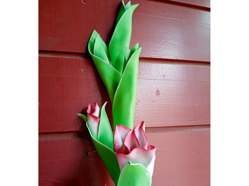 Gladiola no putu gumijas.