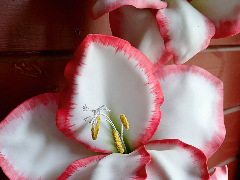 Gladiola no putu gumijas.