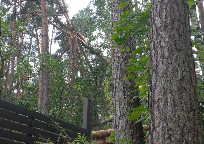 Nesenā vētra rīdziniekus nav saudzējusi, un dažviet postījumi ir pamatīgi. Attēlā – kā skali salauztas priedes Etnogrāfiskajā Brīvdabas muzejā. Daļa koku krītot skāruši arī privātīpašumu aiz muzeja žoga.