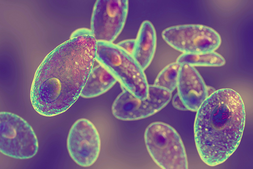 Parazīti Toxoplasma gondii izraisa toksoplazmozes infekciju, kas var nopietni ietekmēt cilvēka smadzeņu darbību.