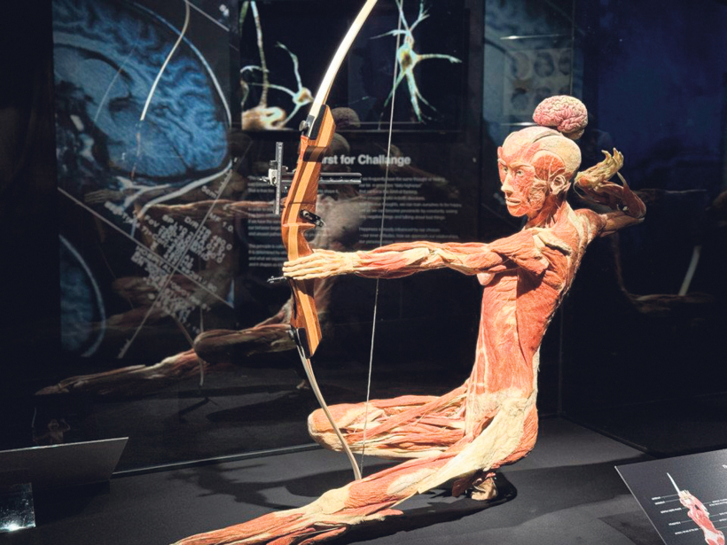 "BODIES Evolution". "BODIES Evolution".