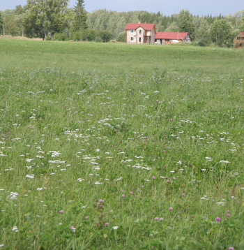 Bioloģiskās pļavas Madonas pusē. 