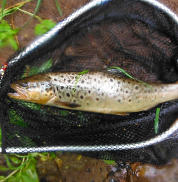 Forele.