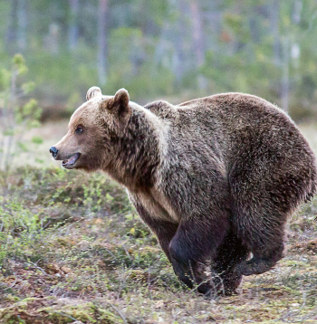 Brūnais lācis maksimāli spēj skriet ar ātrumu 18 metri sekundē.