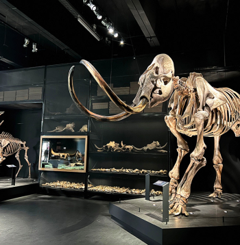 Mamuta skelets Naturalis bioloģiskās daudzveidības centrā Nīderlandē.