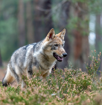 Vilks.