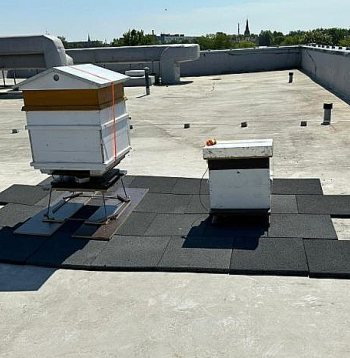 Jelgavas Tehnoloģiju vidusskola uzsākusi biškopības projekta realizāciju.