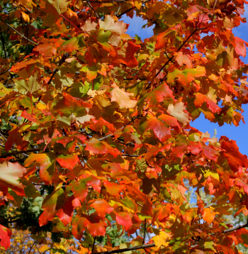 Rudens. 