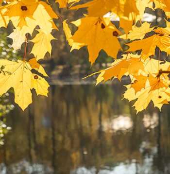 Rudens laiks.