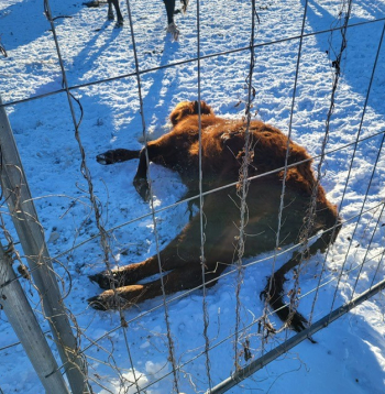 Pārtikas un veterinārais dienests Tabores pagastā no saimniecības izņem 95 liellopus.