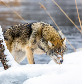 Vilks.