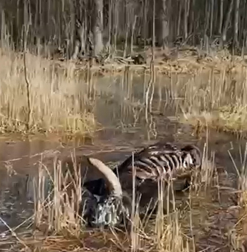 Dunduru pļavās aculiecinieki saskaitījuši ap 40 bojāgājušo dzīvnieku ķermeņus.
