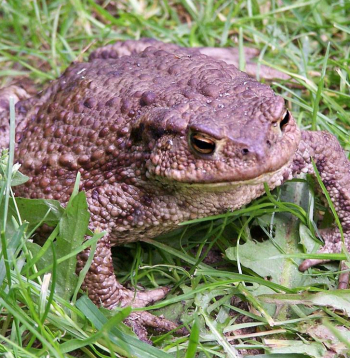 Pret krupi, iespējams, daudzi izjūt nepatiku "kraupainā" izskata dēļ, taču tas ir ļoti noderīgs dzīvnieks, jo īpaši dārzkopjiem, iznīcinot lielu daudzumu kaitēkļu.