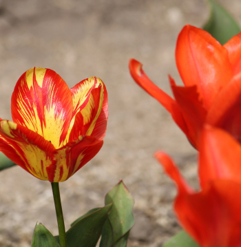 Viens tulpes ziedz ir atšķirīgā krāsā vīrusa izraisītas infekcijas dēļ.