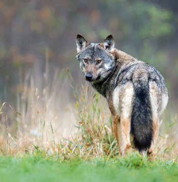 Vilks.