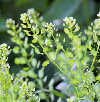 Tīruma naudulis satur flavonoīdus, glikozīdus, saponīnus, alkaloīdus, augu eļļas, linolskābi, oleīnskābi un citas dabīgās taukskābes, C vitamīnu un citas vērtīgas vielas.
