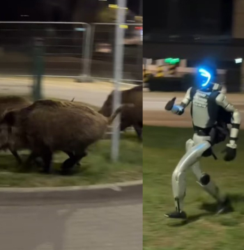 Robots Edvards Varhockis vajā mežacūkas Varšavā.