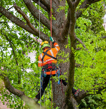 Kokus novērtē, kopj un to bīstamību nosaka sertificēti kokkopji jeb arboristi.