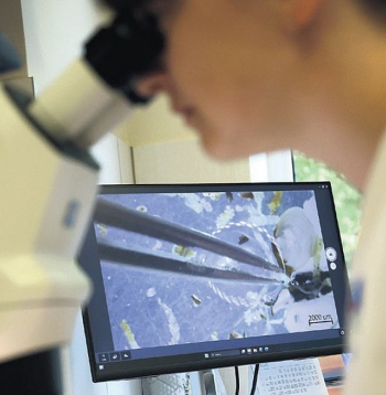Jūras dibena organismu izpētes process Latvijas Hidroekoloģijas institūta laboratorijā.