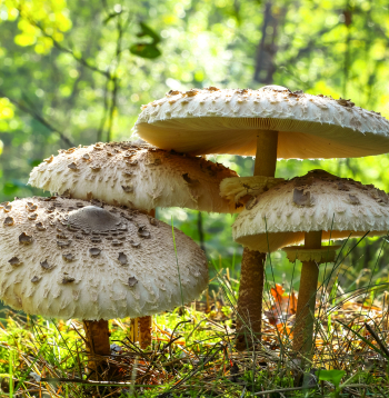 Lielā dižsardzene (Macrolepiota procera) aug no jūlija līdz oktobrim saulainās vietās – mežmalās un cirsmās.