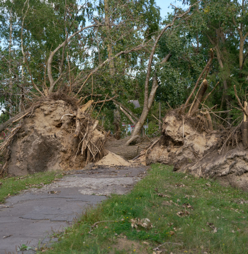 Vētras "Priska" radītie postījumi un to seku likvidēšanas darbi Rīgā. Vētras "Priska" radītie postījumi un to seku likvidēšanas darbi Rīgā.