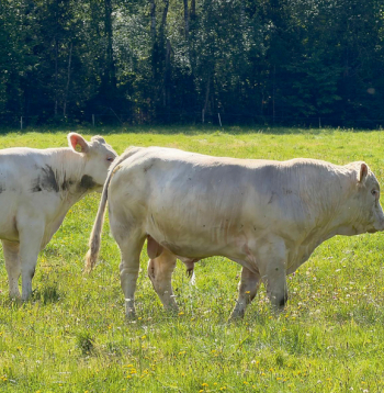 Trīs mēnešus veco bulli Vigro vasaras sākumā bioloģiskā saimniecība "Kalnarāji" nosolīja par rekordaugstu cenu – 8600 eiro. Nu pusgadu vecais skaistulis savas dienas vada Kurzemes pļavās.