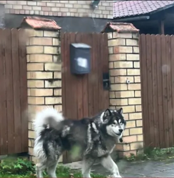 Suns - haskija un malamuta šķirņu krustojums. Carnikava. 