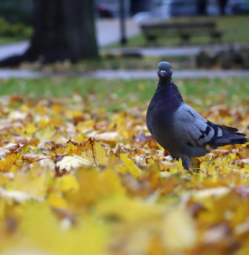 Rudens. Ilustratīvs attēls. Rudens. Ilustratīvs attēls.