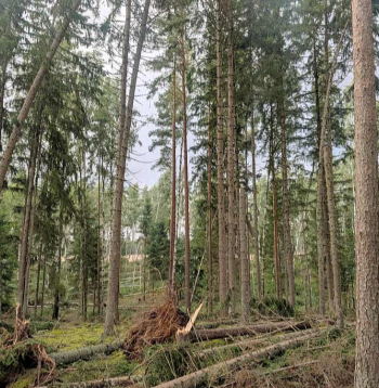 Bojātās koksnes apjoms novērtēts vizuāli, un tas var mainīties, turpinot izvākt bojāto koksni no meža. Bojātās koksnes apjoms novērtēts vizuāli, un tas var mainīties, turpinot izvākt bojāto koksni no meža.