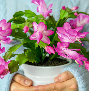 Strupā šlumbergera. Strupā šlumbergera.