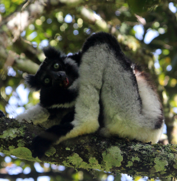 Indri ir pasaulē lielākais un vienīgais dziedošais lemurs.