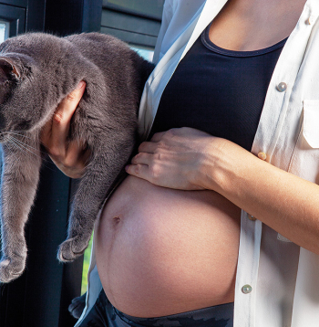 Toxoplasma gondii ir ļoti bīstams grūtniecēm, jo spēj izraisīt augļa attīstības traucējumus. Toxoplasma gondii ir ļoti bīstams grūtniecēm, jo spēj izraisīt augļa attīstības traucējumus.