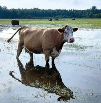 Govs Pepija, brizdama pa dziļo ūdeni, diez vai izbauda ganību gardo zāli. 