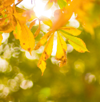 Rudens.