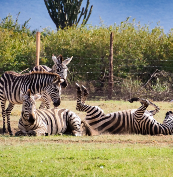 Zebras