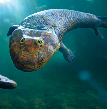 Četrkājaino dzīvnieku evolūcija. Tiktaalik – monospecifiska izmirušu sarkopteriģu ģints no vēlā devona perioda. Ilustratīvs attēls.