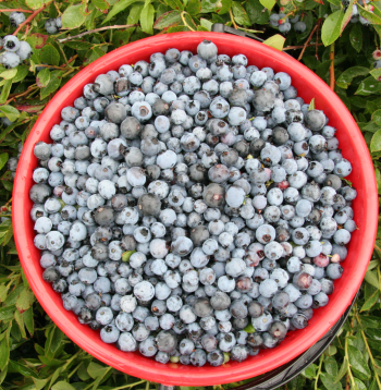 Krūmellenes. Krūmellenes.