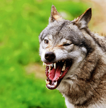 Vilks jeb Canis lupus pārsvarā mīt Eiropā, Āzijā un Ziemeļamerikā, ir skaustā līdz 85 centimetriem liels un vidēji nodzīvo sešus gadus (atsevišķos gadījumos arī 12). 