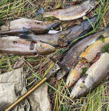 Maluzvejnieka noķertie septiņi taimiņi ar visu duramo.