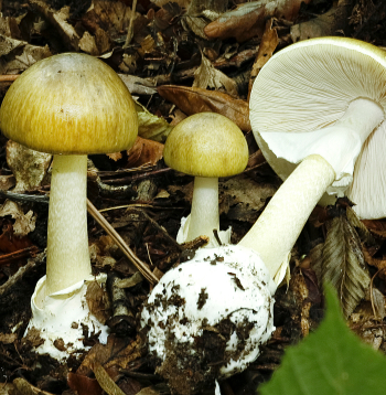 Zaļā mušmire.