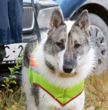 Laika.